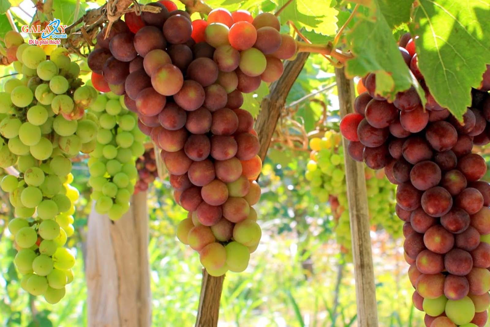 Ngày 3: Nha Trang - Cần Thơ-Công Ty TNHH Dịch Vụ Du Lịch Galaxy